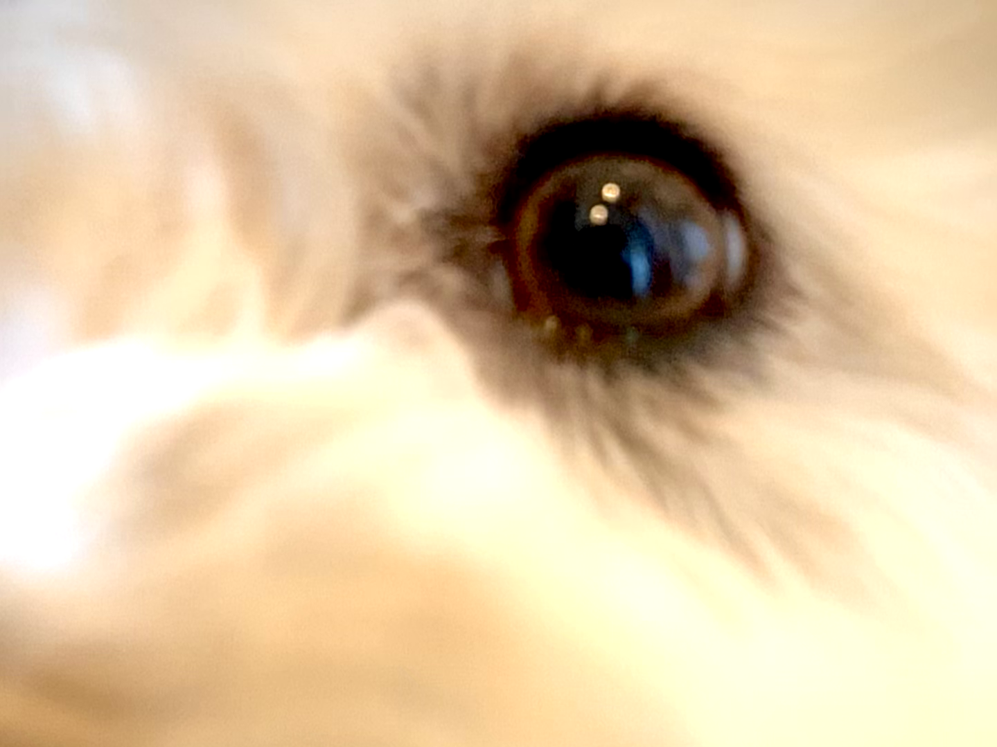Mezzy-Moo-Moo's eye